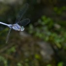 Libelula al vuelo 
